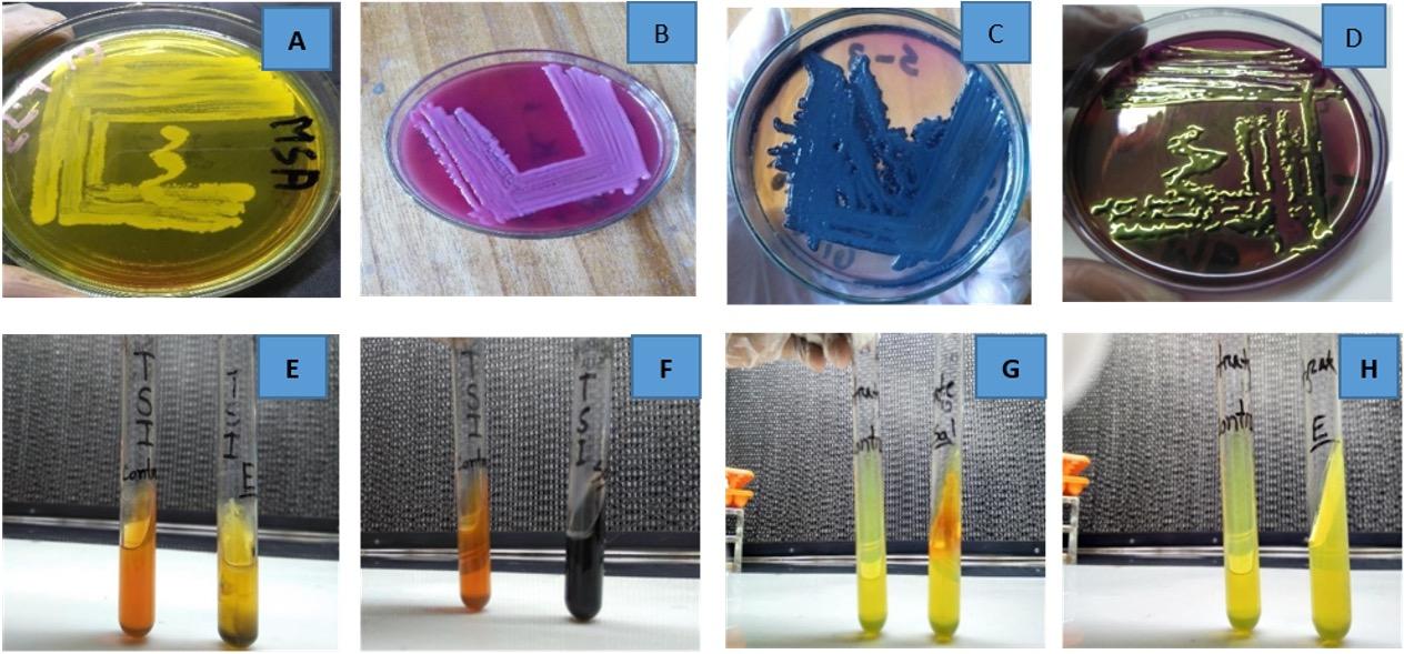 Molecular characterization of multidrug-resistant bacteria isolated from the external and internal parts of the housefly