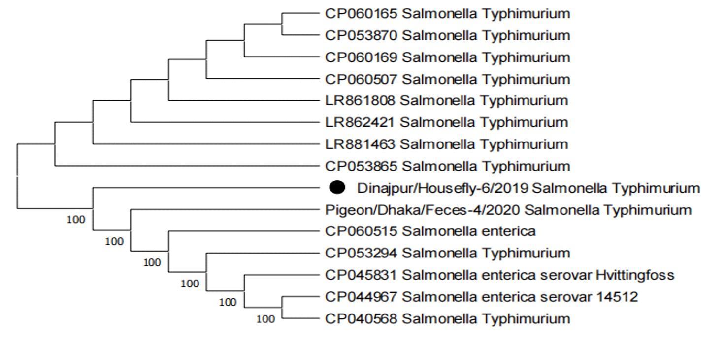 Molecular characterization of multidrug-resistant bacteria isolated from the external and internal parts of the housefly