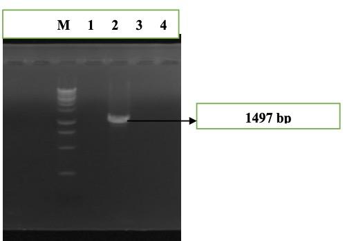 Molecular characterization of multidrug-resistant bacteria isolated from the external and internal parts of the housefly