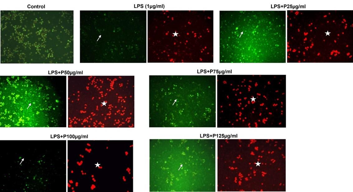 Assessment of antiproliferative and toxic effects of a peptide from Momordica dioica using in vitro and in vivo studies