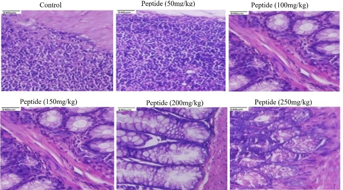 Assessment of antiproliferative and toxic effects of a peptide from Momordica dioica using in vitro and in vivo studies