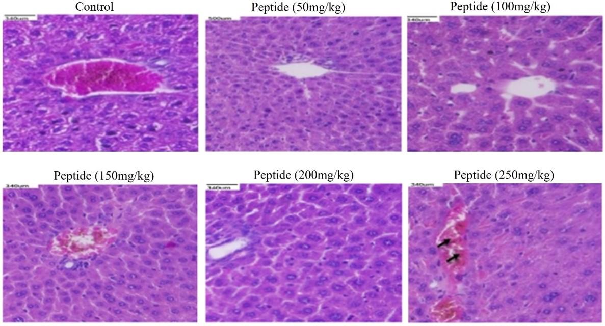 Assessment of antiproliferative and toxic effects of a peptide from Momordica dioica using in vitro and in vivo studies