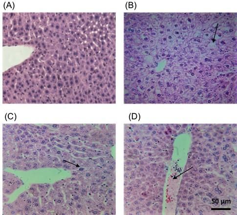 Investigation of growth performance, lipid profile, and liver histotexure of mice treated with butyric acid