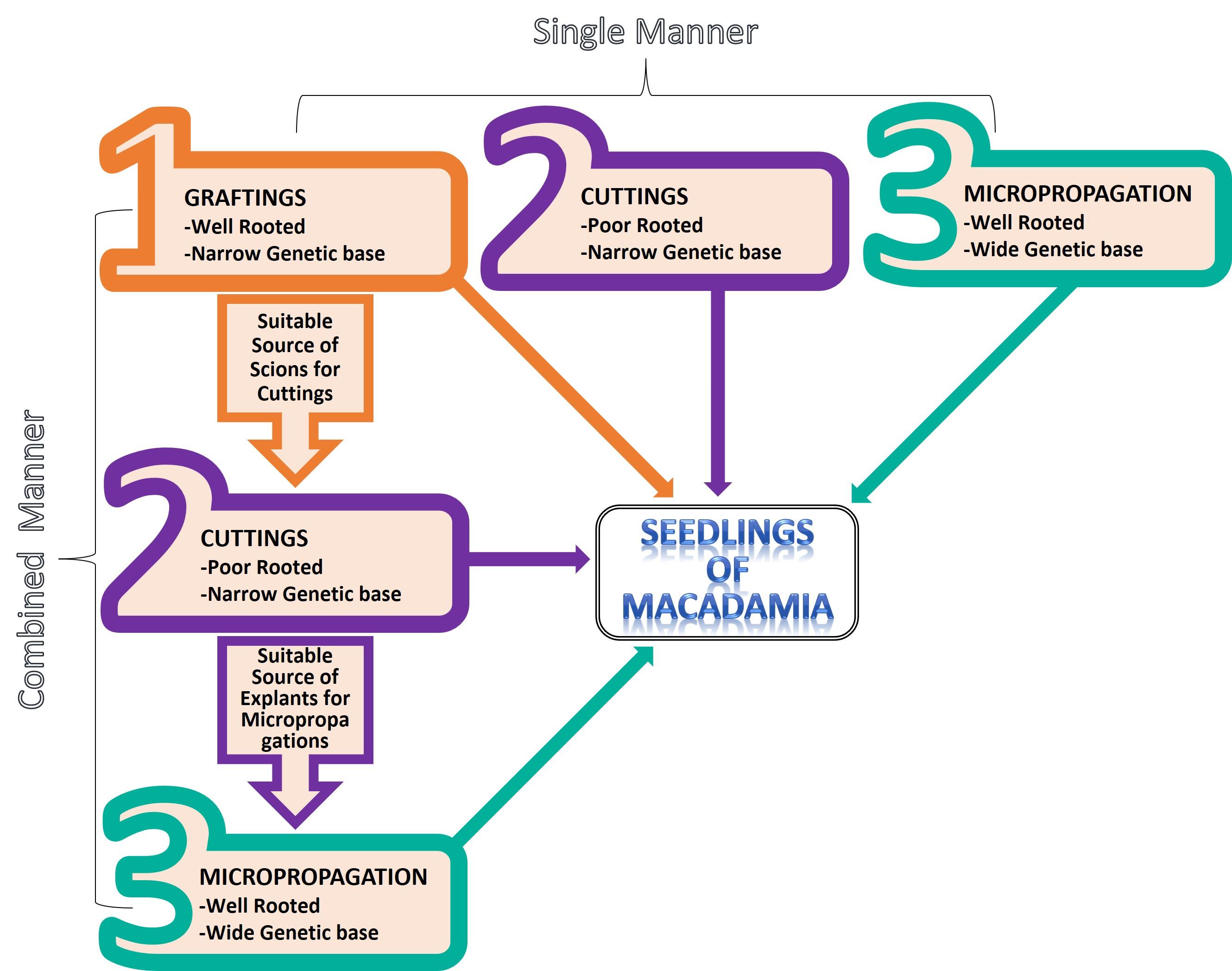 A general introduction of propagation and micropropagation techniques of Macadamia Nut (Macadamia spp.)