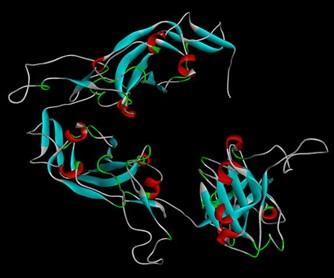 Prediction of B-cell and T-cell epitopes in the spike glycoprotein of SARS-CoV-2 in Bangladesh: An in-silico approach