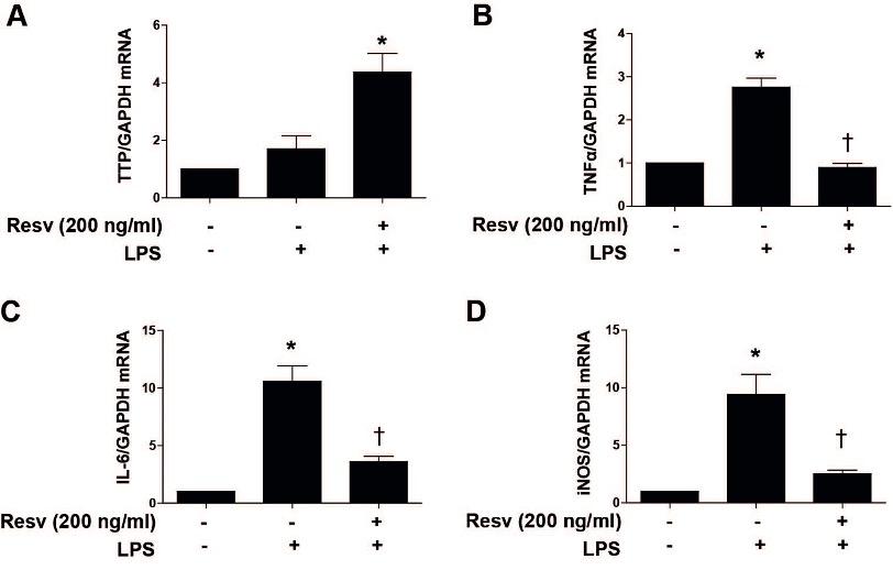 Resveratrol attenuates inflammation through tristetraprolin expression in human hepatocytes