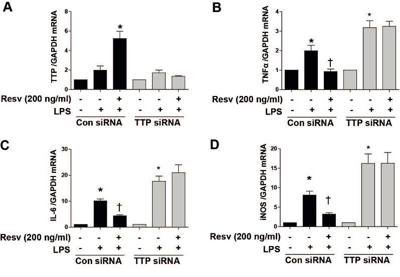 Resveratrol attenuates inflammation through tristetraprolin expression in human hepatocytes