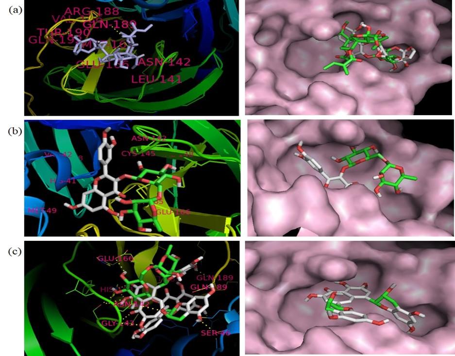 Prediction of SARS-CoV-2 main protease inhibitors in medicinal plant-derived compounds by molecular docking approach