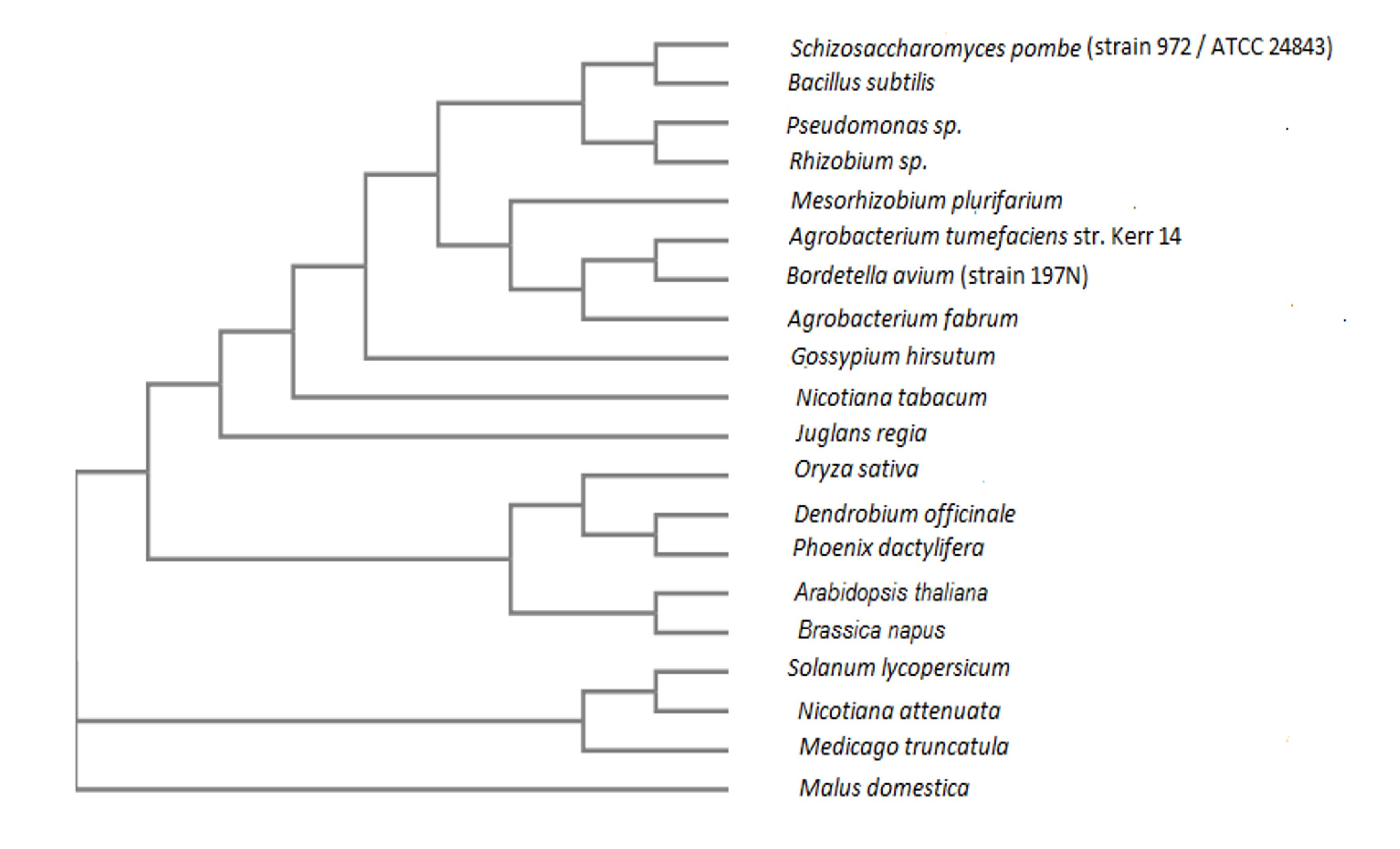 Insilico analysis of γ- aminobutyric acid transaminase (GABA-T) of Brassica napus (Rape)