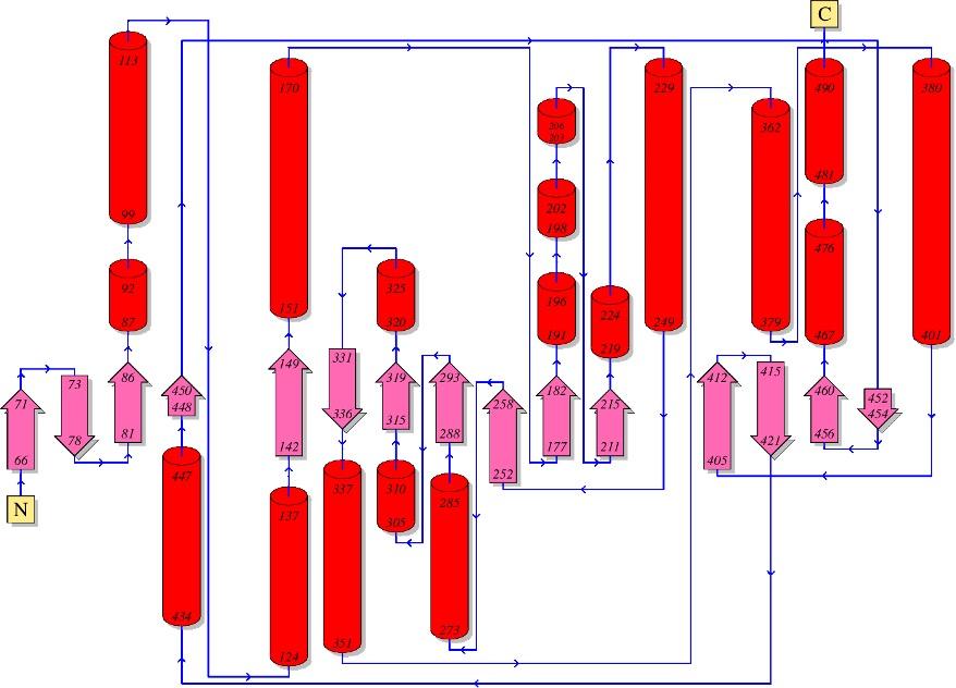 Insilico analysis of γ- aminobutyric acid transaminase (GABA-T) of Brassica napus (Rape)