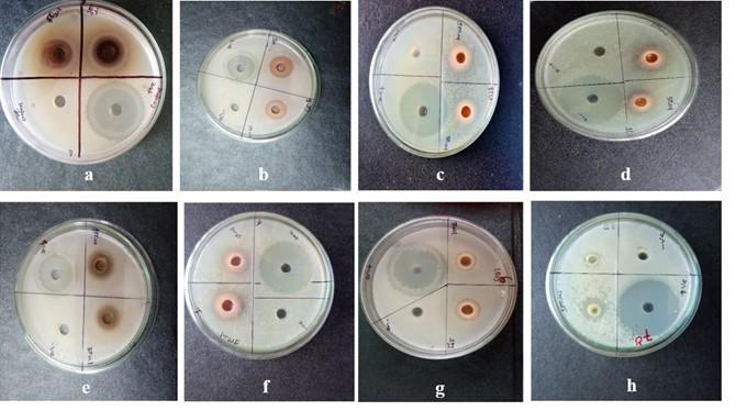 Antibacterial and cytotoxic activities of four selected summer season fruits’ seeds of Bangladesh