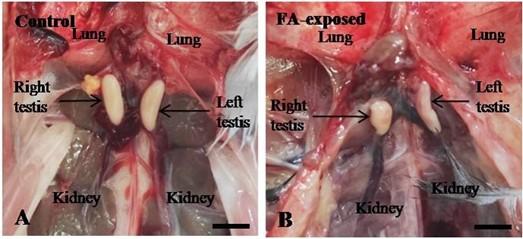 Formaldehyde-contaminated feed induces histopathological changes in the testes of adult pigeons (Columba livia)