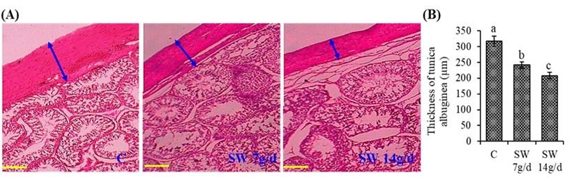 Impact of seaweed on growth performance, sperm quality, and testicular histomorphology of ram