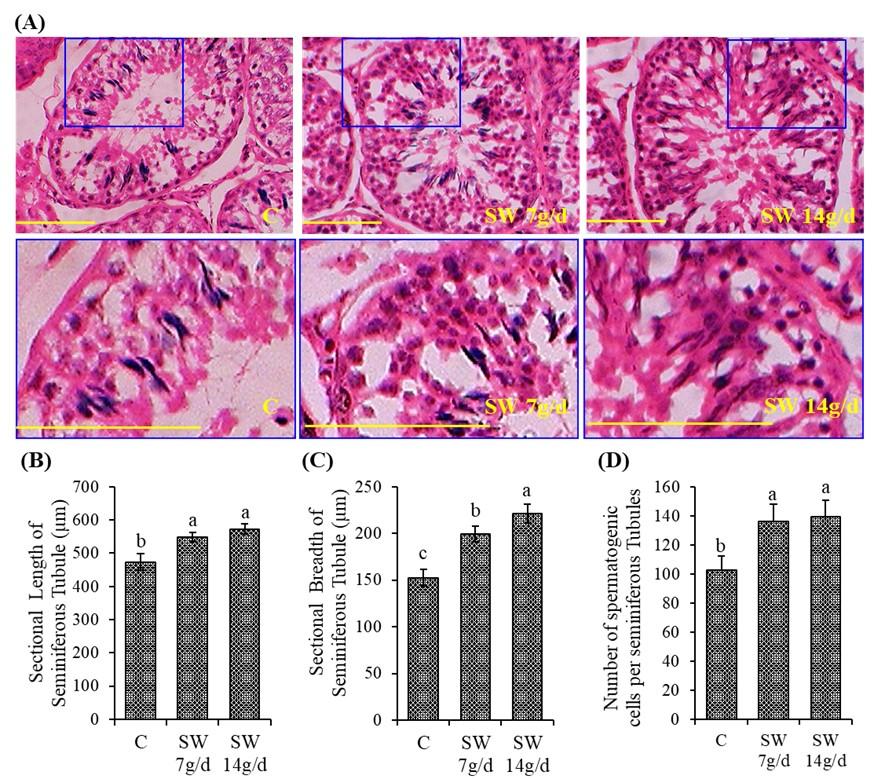 Impact of seaweed on growth performance, sperm quality, and testicular histomorphology of ram