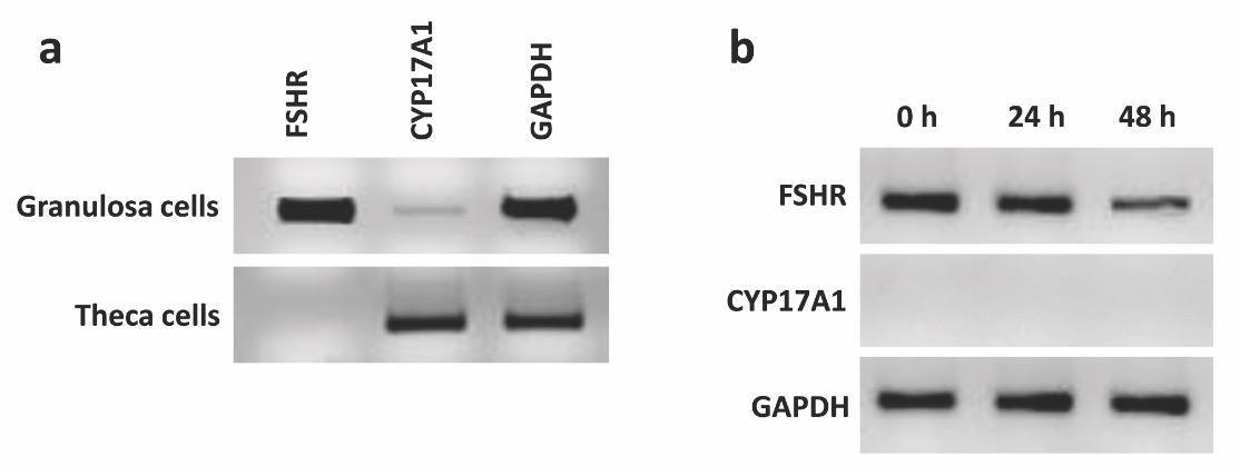 A reliable and easy method to isolate a pure population of bovine granulosa cells from slaughterhouse ovaries for in vitro studies