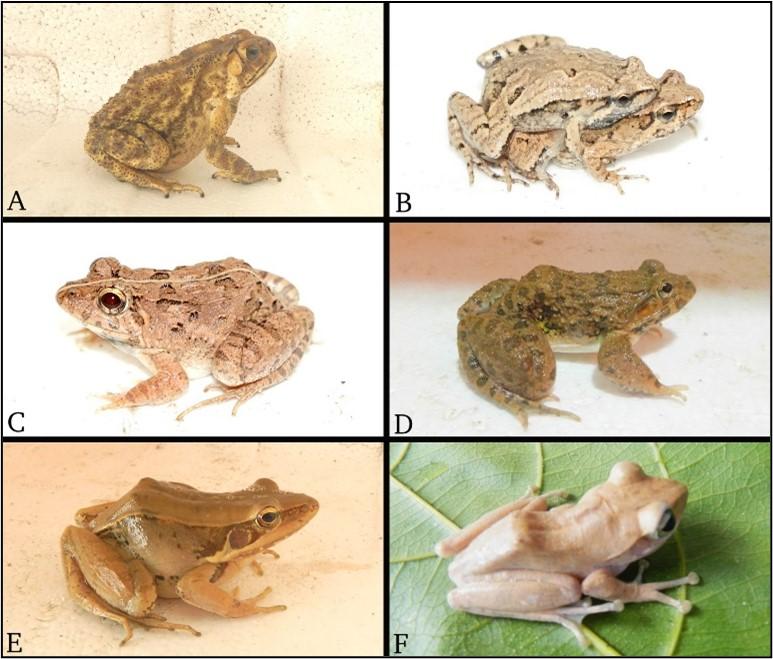 Biodiversity and composition of the herpetofauna from the Tien Hai Wetland Nature Reserve, North Vietnam