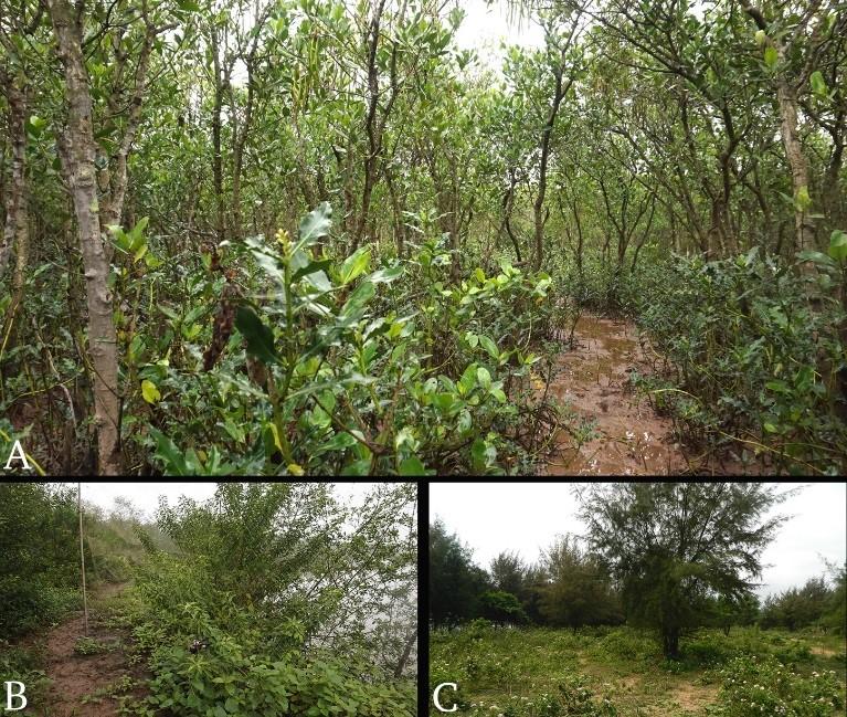 Biodiversity and composition of the herpetofauna from the Tien Hai Wetland Nature Reserve, North Vietnam