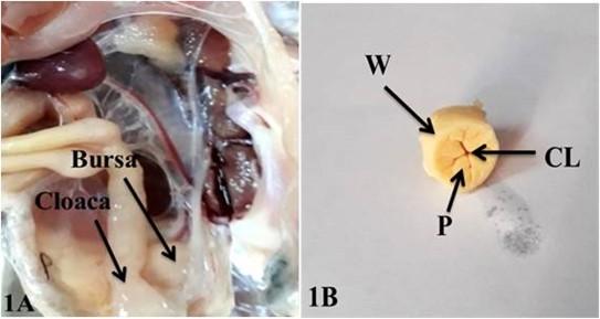 Age-related development and histomorphological observations of bursa of fabricius in sonali chicken