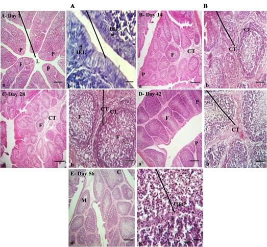 Age-related development and histomorphological observations of bursa of fabricius in sonali chicken