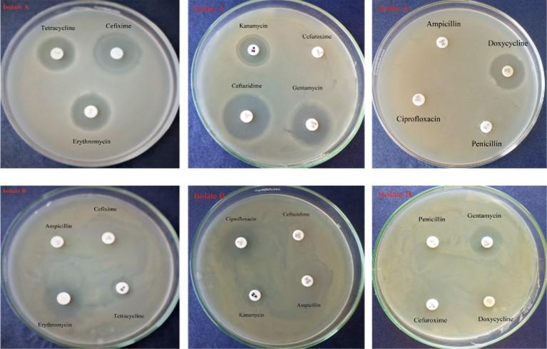 Isolation and characterization of bacteria from two soil samples and their effect on wheat (Triticum aestivum L.) growth promotion