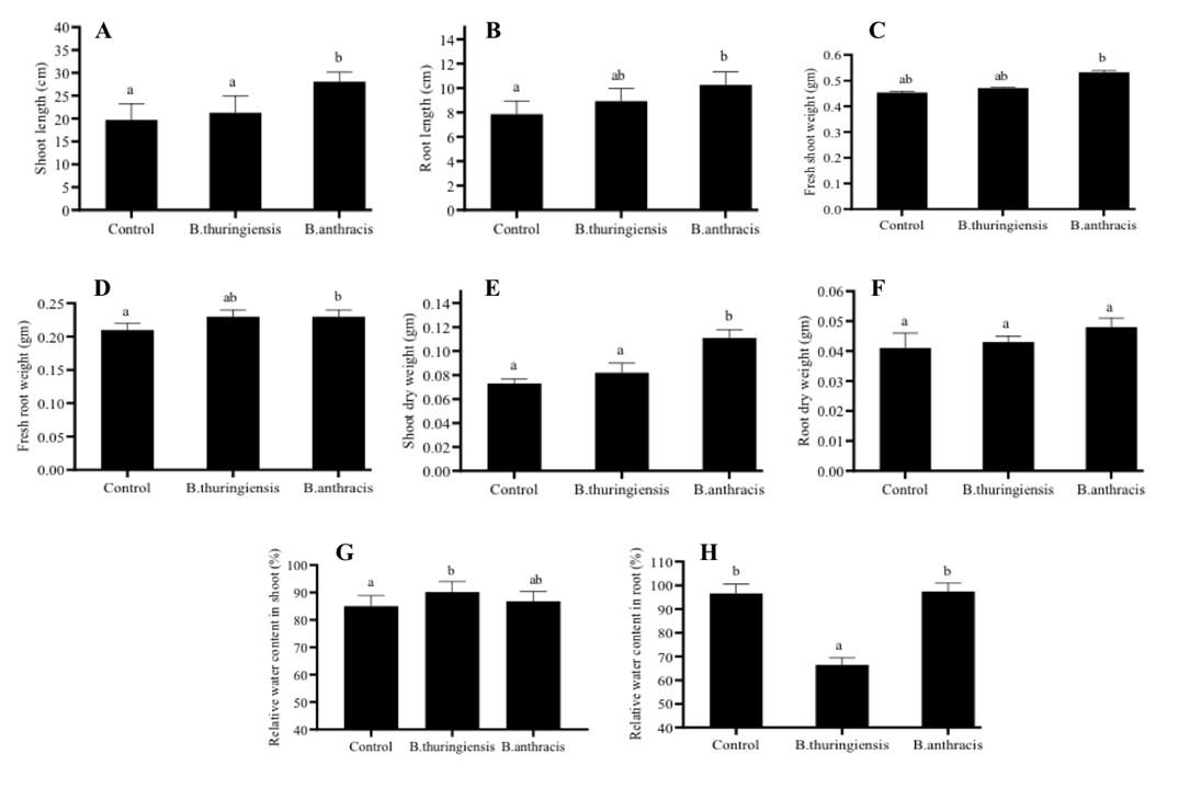 Isolation and characterization of bacteria from two soil samples and their effect on wheat (Triticum aestivum L.) growth promotion