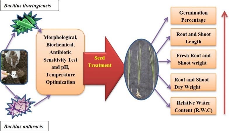 Isolation and characterization of bacteria from two soil samples and their effect on wheat (Triticum aestivum L.) growth promotion