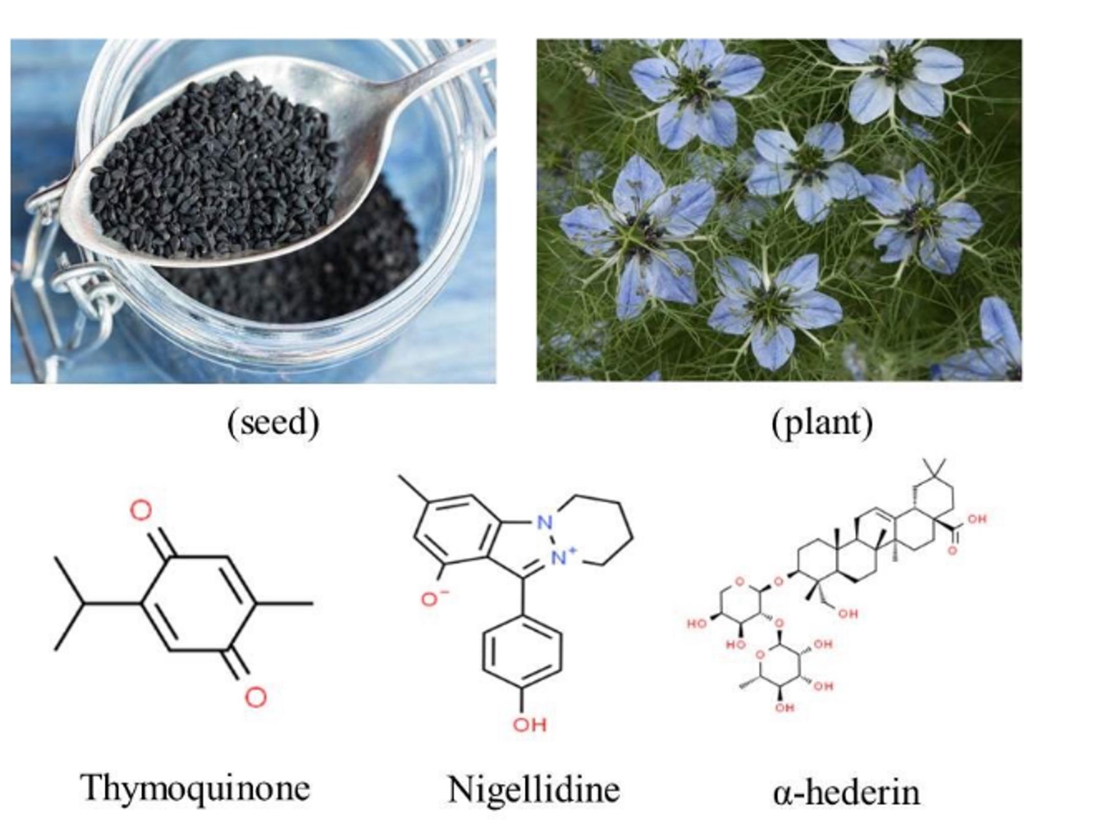 Therapeutic potential of selective medicinal plants and their phytoconstituents in respiratory diseases: A review with an emphasis on COVID-19