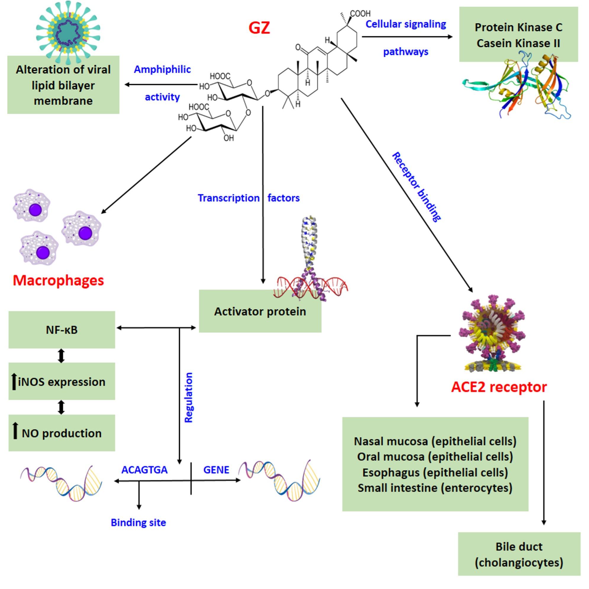 Therapeutic potential of selective medicinal plants and their phytoconstituents in respiratory diseases: A review with an emphasis on COVID-19