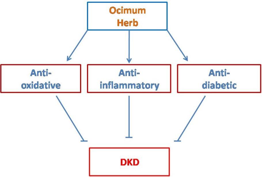 Ocimum herb species: a potential treatment strategy for diabetic kidney disease.