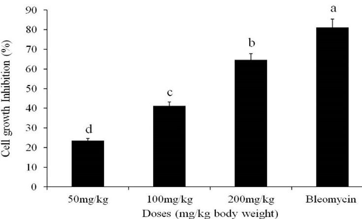 Methanolic extract of Moringa oleifera leaves mediates anticancer activities through inhibiting NF-𝜅B and enhancing ROS in Ehrlich ascites carcinoma cells in mice