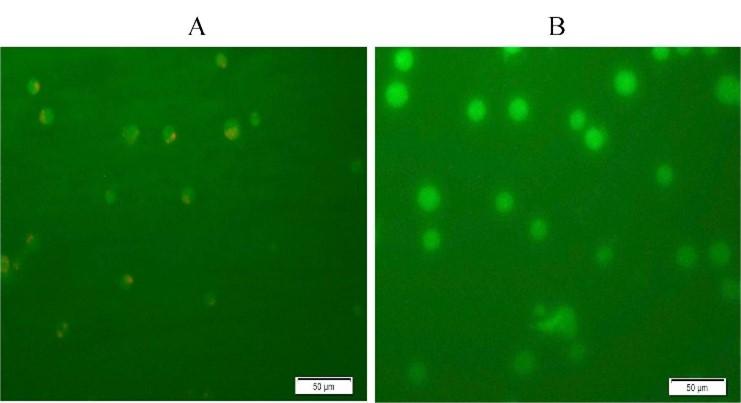 Methanolic extract of Moringa oleifera leaves mediates anticancer activities through inhibiting NF-𝜅B and enhancing ROS in Ehrlich ascites carcinoma cells in mice