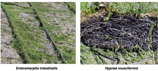 Phytochemical constituency profiling and antimicrobial activity screening of seaweed extracts collected from the Bay of Bengal sea coasts