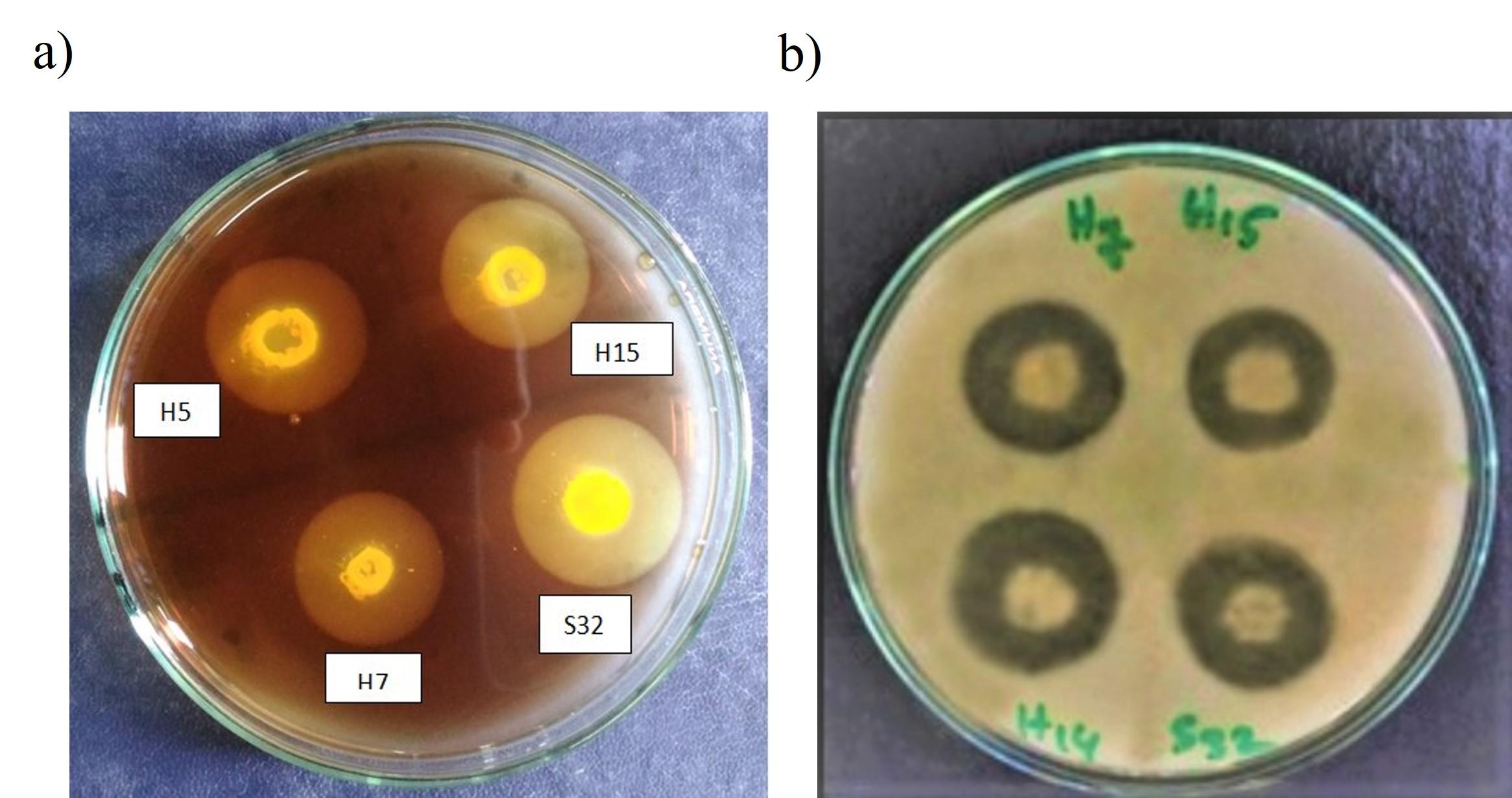 Optimization of production and partial characterization of cellulase and protease enzymes from Aeromonas hydrophila ASM-S32