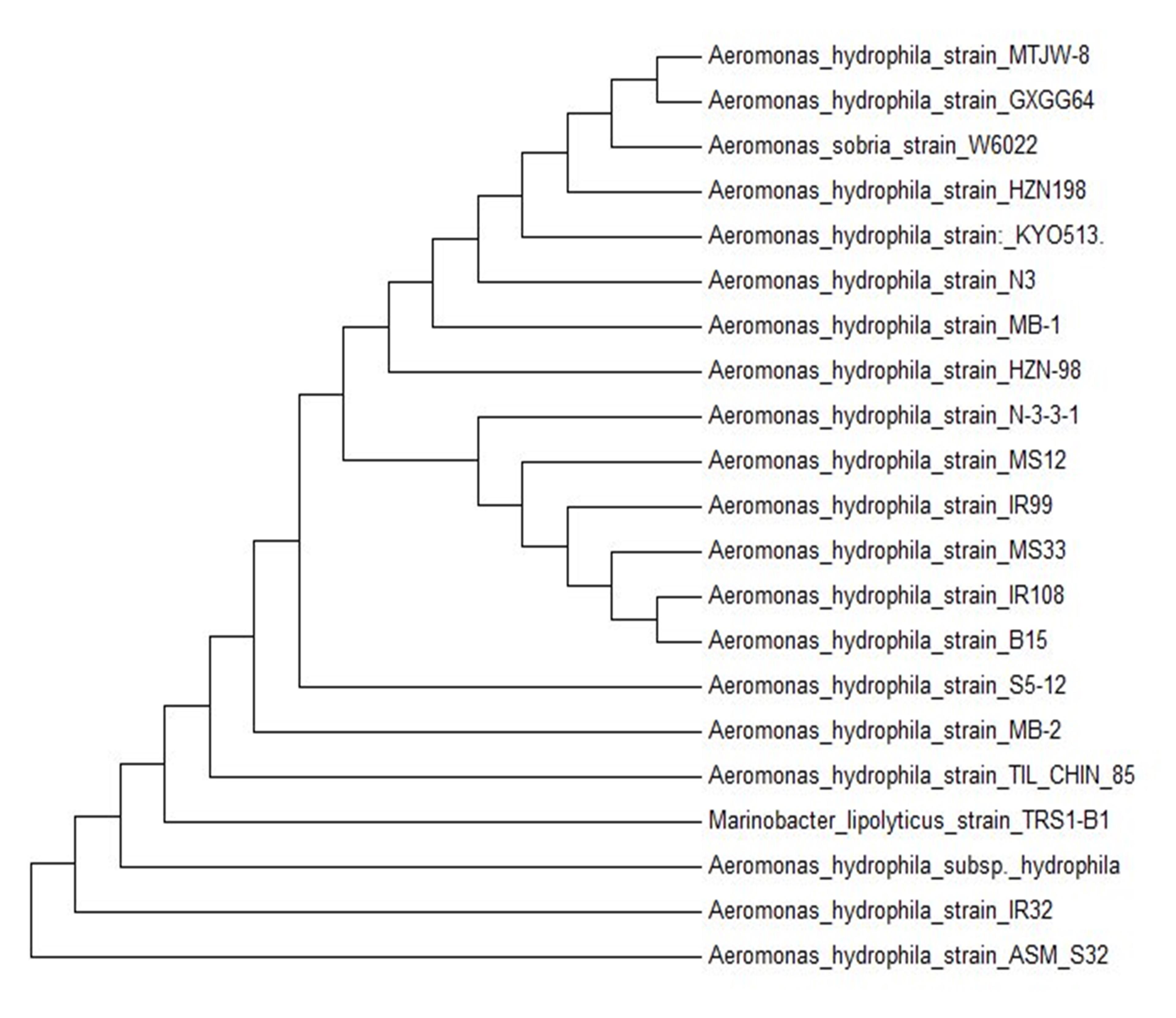 Optimization of production and partial characterization of cellulase and protease enzymes from Aeromonas hydrophila ASM-S32