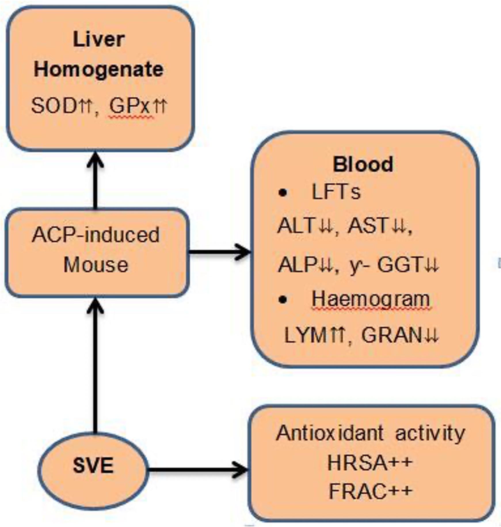 Antioxidant and hepatoprotective effects of <span>Solanum villosum </span> leaf extracts against acetaminophen-induced mouse model of hepatotoxicity