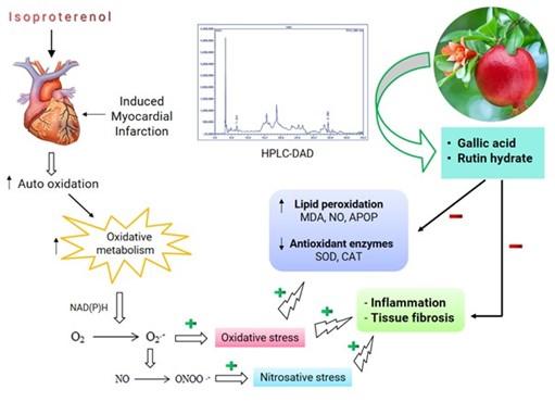 Pomegranate fruit peel extract improves cardiac functions via suppressing oxidative stress, fibrosis, and myocardial infarction in Long-Evans rats