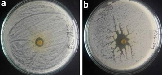 Phytochemical profiling and antioxidant potentiality of medicinal plants along with their antibacterial efficacy