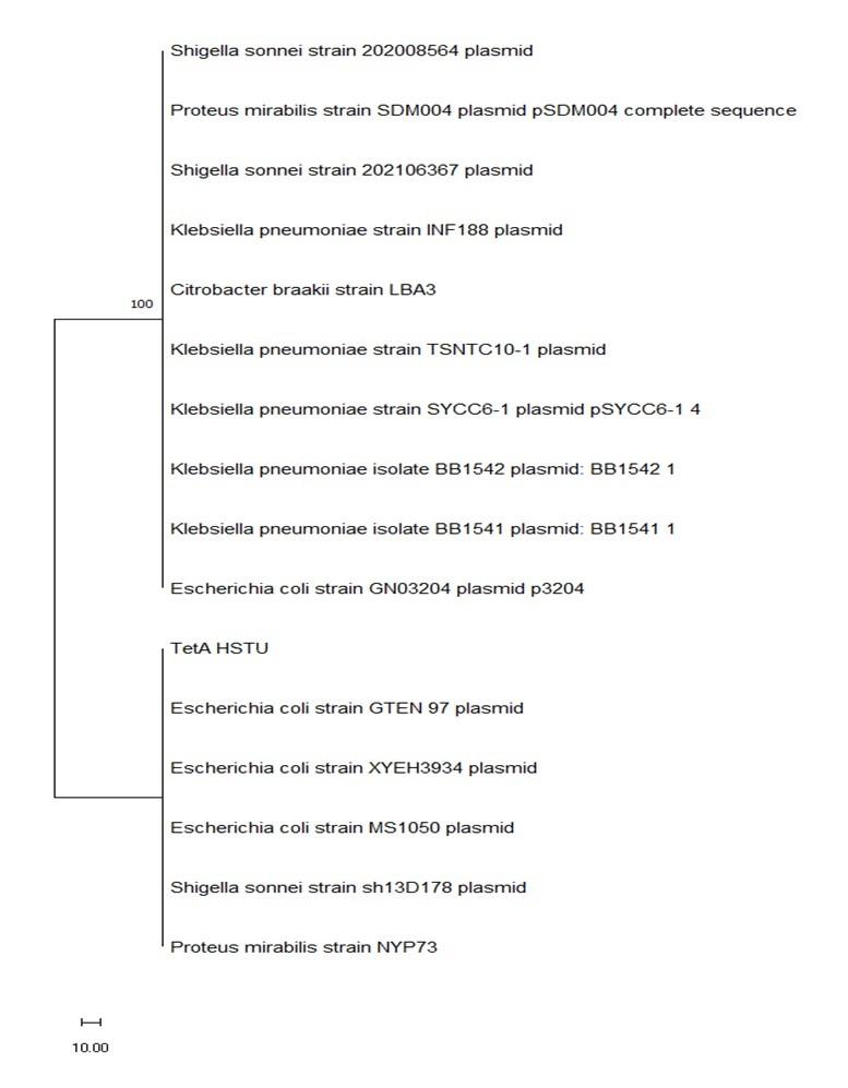 Characterization of <span>tetA</span> gene of <span>Escherichia coli</span>  isolated from colibacillosis affected calves in Rangpur, Bangladesh