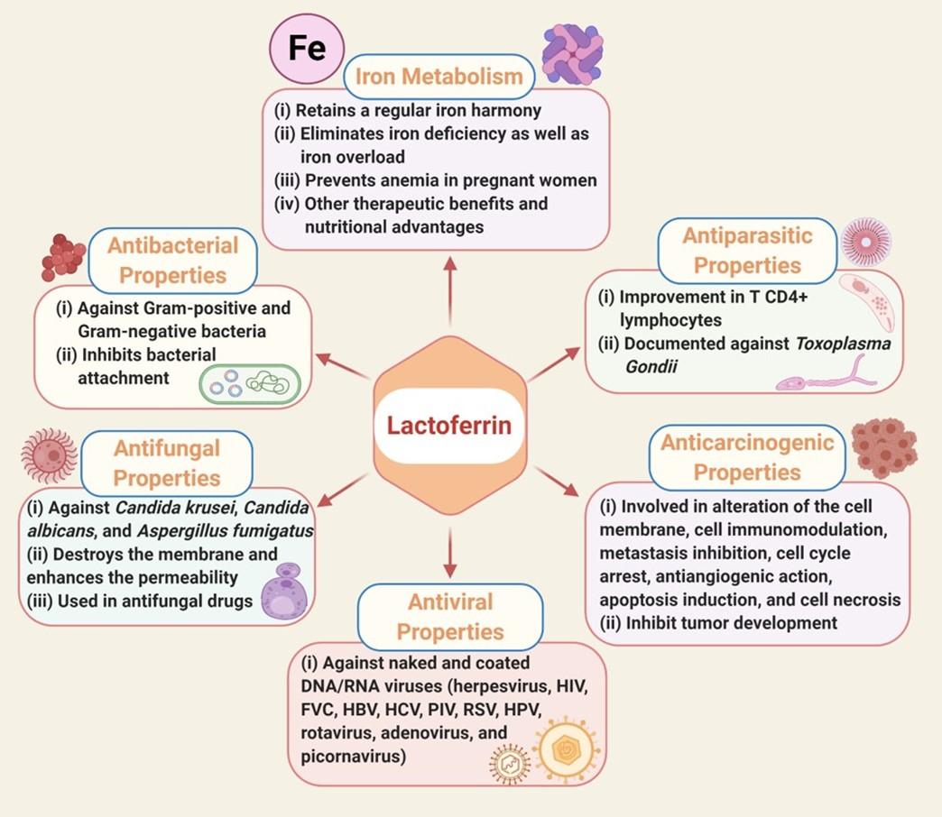 Lactoferrin: potential functions, pharmacological insights, and therapeutic promises