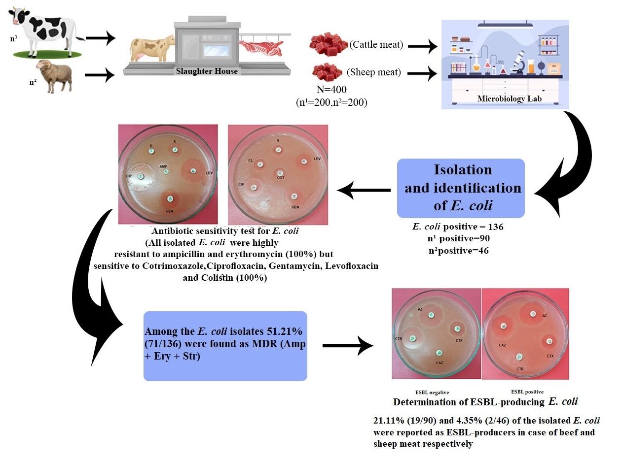 Prevalence of multidrug-resistant ESBL-producing <span>Escherichia coli</span>   isolated from beef and sheep meat in Sylhet, Bangladesh