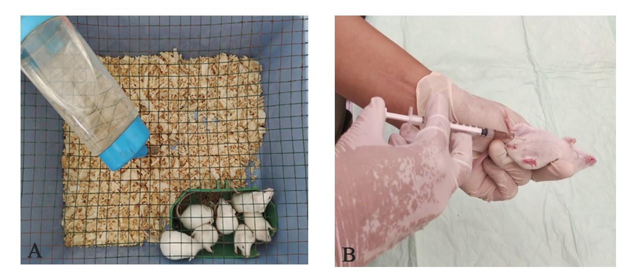 Hyperbaric oxygen as an immunosuppressant in mouse model of lupus nephritis