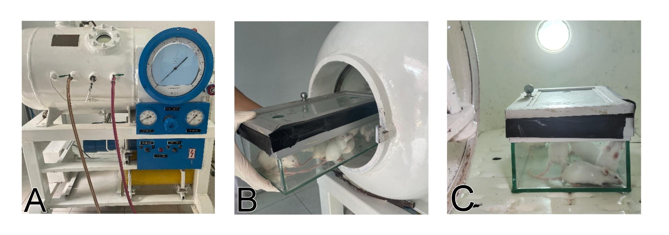 Hyperbaric oxygen as an immunosuppressant in mouse model of lupus nephritis