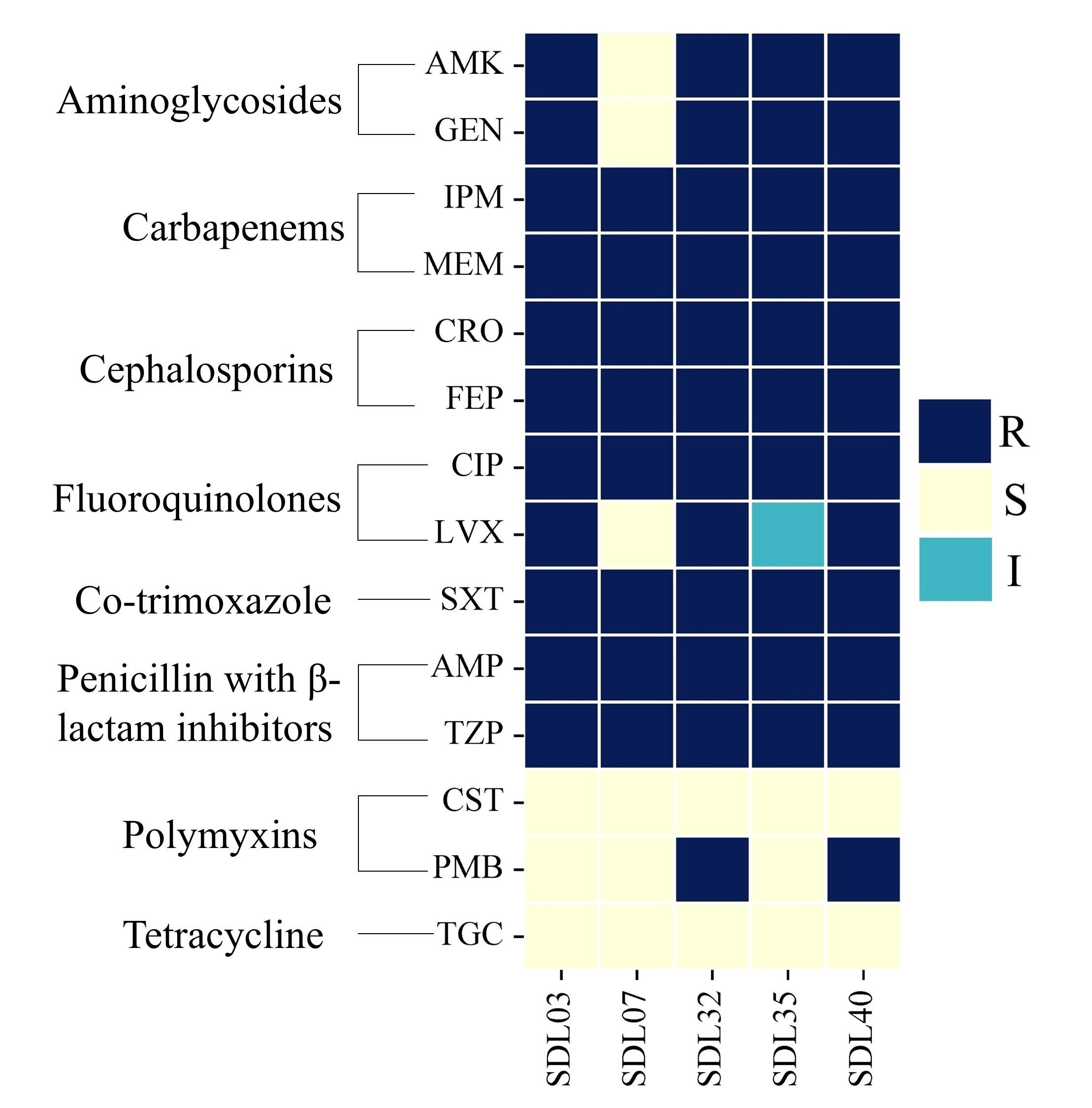 Genomic insights into multidrug-resistant <span>Acinetobacter baumannii</span> strains isolated from Dhaka, Bangladesh