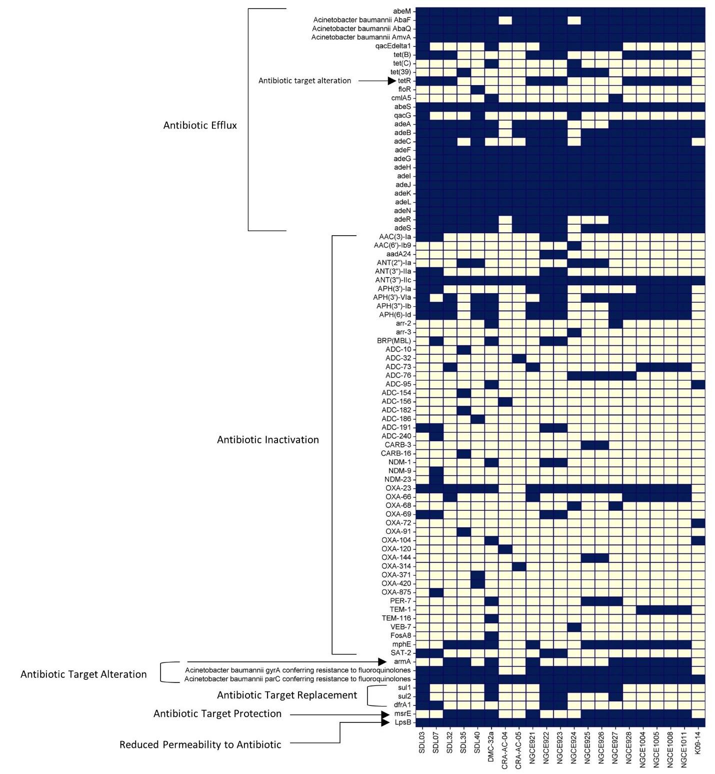 Genomic insights into multidrug-resistant <span>Acinetobacter baumannii</span> strains isolated from Dhaka, Bangladesh