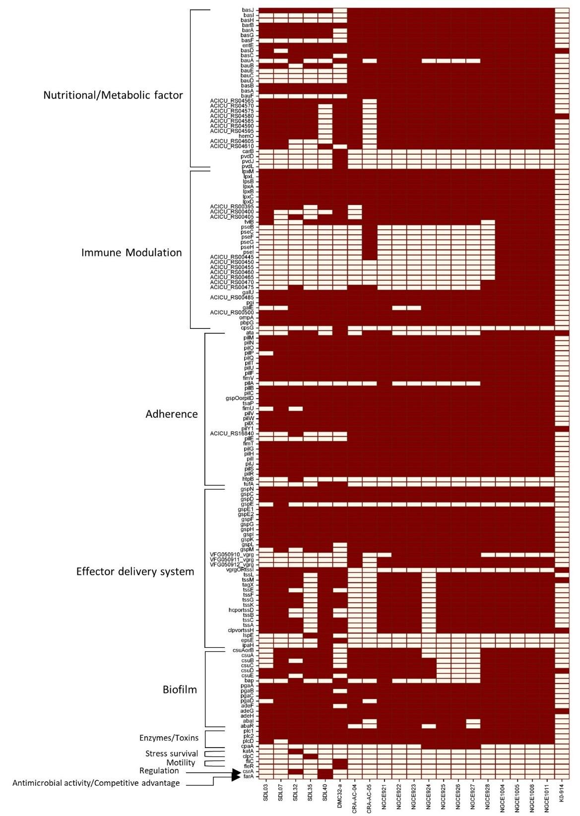 Genomic insights into multidrug-resistant <span>Acinetobacter baumannii</span> strains isolated from Dhaka, Bangladesh