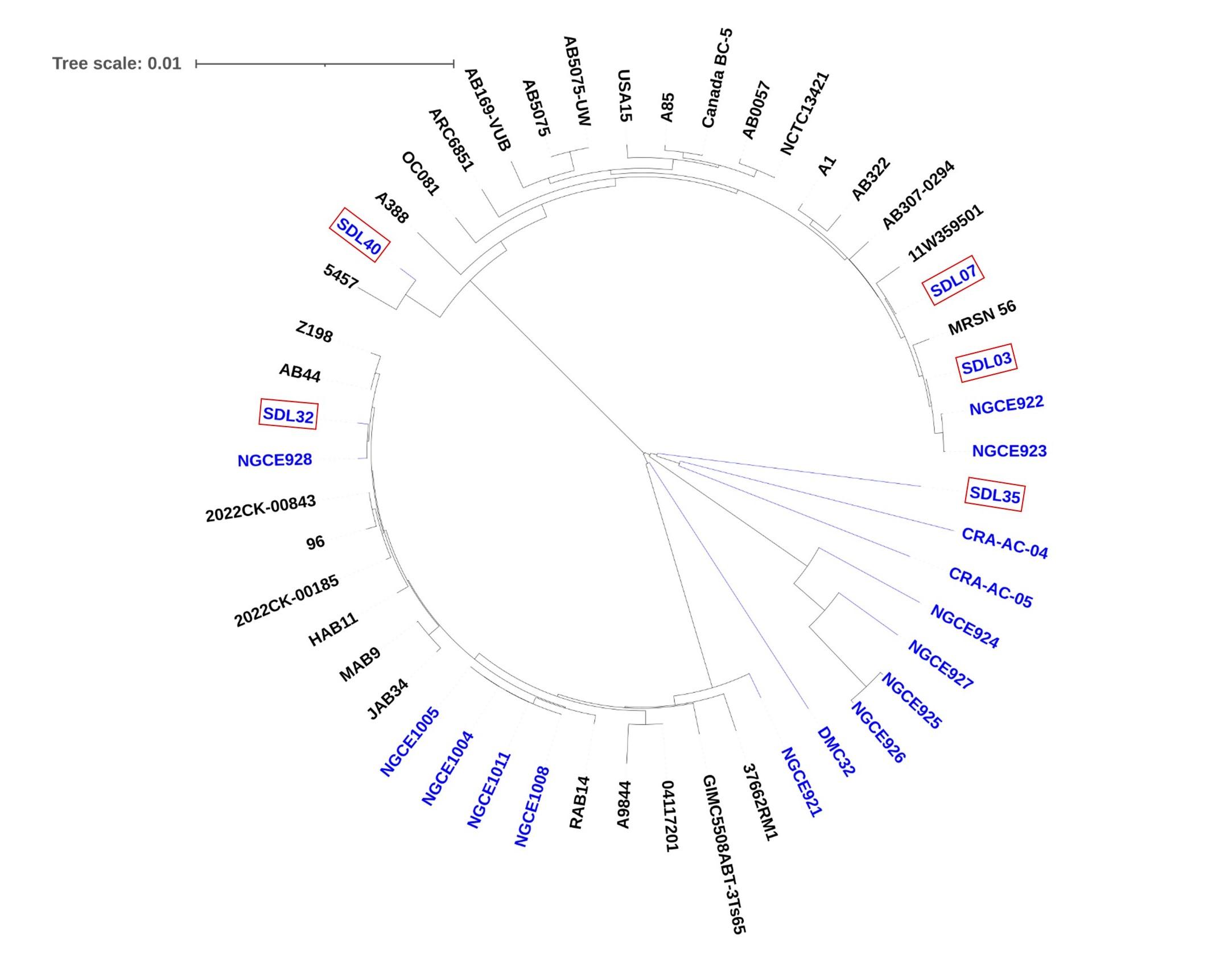 Genomic insights into multidrug-resistant <span>Acinetobacter baumannii</span> strains isolated from Dhaka, Bangladesh