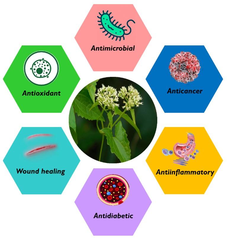 Towards the antimicrobial, therapeutic and invasive properties of Mikania micrantha Knuth: a brief overview