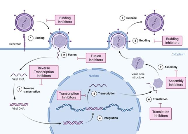 Antiviral potential of terpenoids against major viral infections: Recent advances, challenges, and opportunities