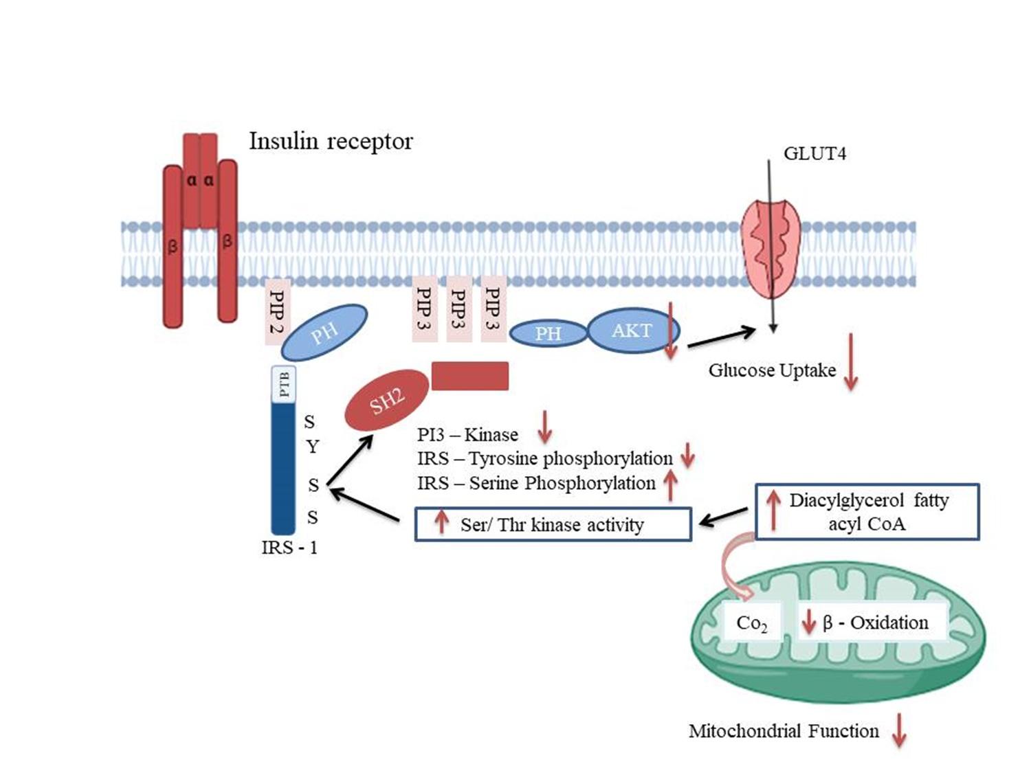 Tracing mitochondrial dysfunction pathways in type 2 diabetes: The promise of mitochondria-targeted therapeutics