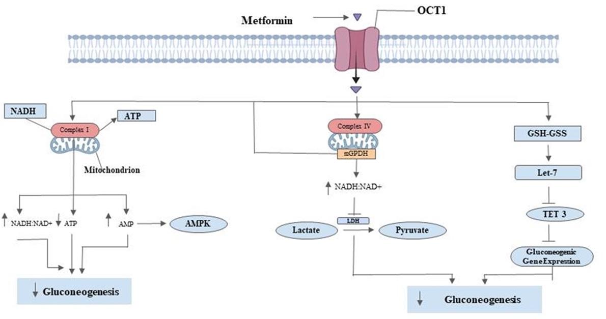 Tracing mitochondrial dysfunction pathways in type 2 diabetes: The promise of mitochondria-targeted therapeutics